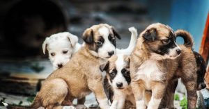 Top 10 Best Puppies for Sale Websites