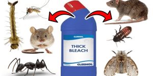 Does bleach kill mice?