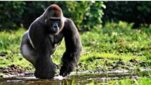 How Fast Can A Gorilla Run