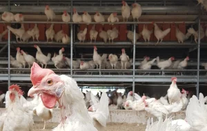 In a poultry farm 50 hens
