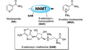 Exploring NNMT Inhibitors